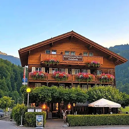 Steinbock Wengen